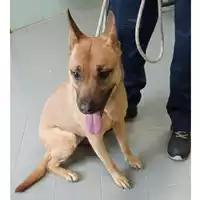 Foto dell\'animale cane - Matr. 2025/0168 - Microchip 380260102054409