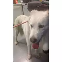 Foto dell\'animale cane - Matr. 2024/2166 - Microchip 380260170343352