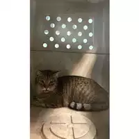Foto dell\'animale gatto - Matr. 2025/0170 - Microchip 380260044980768