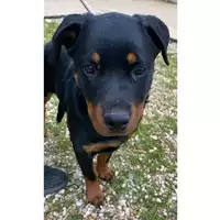 Foto dell\'animale cane - Matr. 2025/0173 - Microchip 380260171086848