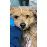 Foto dell\'animale cane - Matr. 2025/0175 - Microchip 380260170343424