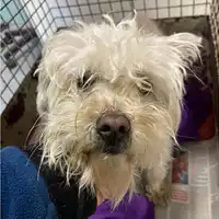 Foto dell\'animale cane - Matr. 2025/0176 - Microchip 380260044981515