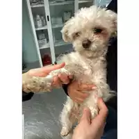 Foto dell\'animale cane - Matr. 2025/0177 - Microchip 380260044998073