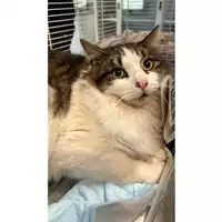 Foto dell\'animale gatto - Matr. 2025/0152 - Microchip 380260170343559