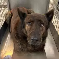 Foto dell\'animale cane - Matr. 2025/0178 - Microchip 380260044998358