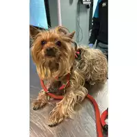 Foto dell\'animale cane - Matr. 2025/0181 - Microchip 380260004200882