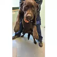 Foto dell\'animale cane - Matr. 2025/0179 - Microchip 380260044816430