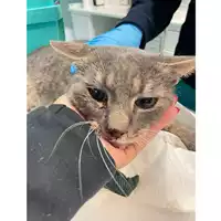 Foto dell\'animale gatto - Matr. 2025/0183 - Microchip 380260170343764