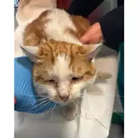 Foto dell\'animale gatto - Matr. 2025/0182 - Microchip 380260170343772