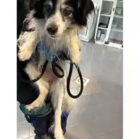 Foto dell\'animale cane - Matr. 2025/0180 - Microchip 380260170343773