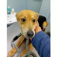 Foto dell\'animale cane - Matr. 2025/0186 - Microchip 380260170343037