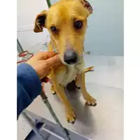 Foto dell\'animale cane - Matr. 2025/0189 - Microchip 380260170352858