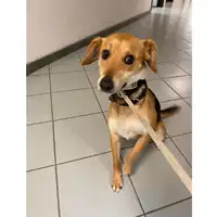Foto dell\'animale cane - Matr. 2025/0191 - Microchip 380260160454259