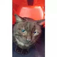 Foto dell\'animale gatto - Matr. 2025/0190 - Microchip 380260170343024