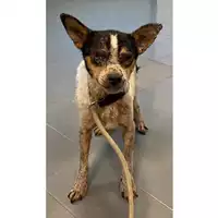 Foto dell\'animale cane - Matr. 2025/0194 - Microchip 380260170343774