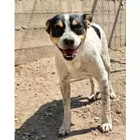Foto dell\'animale cane - Matr. 2025/0194 - Microchip 380260170343774