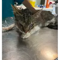 Foto dell\'animale gatto - Matr. 2021/0881 - Microchip 380260044280715