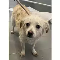 Foto dell\'animale cane - Matr. 2025/0195 - Microchip 380260170352845