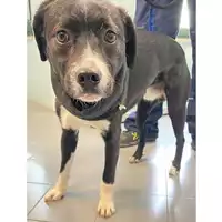 Foto dell\'animale cane - Matr. 2025/0196 - Microchip 380260170343765