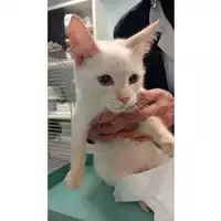 Foto dell\'animale gatto - Matr. 2025/0209 - Microchip 380260044997936