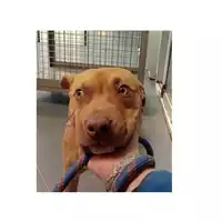 Foto dell\'animale cane - Matr. 2025/0203 - Microchip 380260170343518