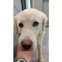 Foto dell\'animale cane - Matr. 2025/0204 - Microchip 380260170343515