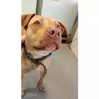 Foto dell\'animale cane - Matr. 2025/0205 - Microchip 380260044476840