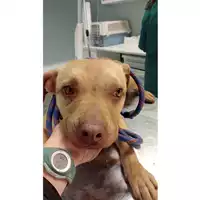 Foto dell\'animale cane - Matr. 2025/0207 - Microchip 380260170343503