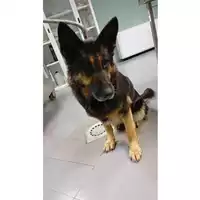Foto dell\'animale cane - Matr. 2025/0210 - Microchip 380260044981462
