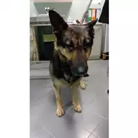 Foto dell\'animale cane - Matr. 2025/0211 - Microchip 380260044981162