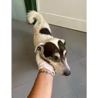 Foto dell\'animale cane - Matr. 2021/0883 - Microchip 380260000496856