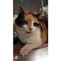 Foto dell\'animale gatto - Matr. 2025/0215 - Microchip 380260044997924