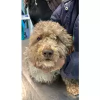 Foto dell\'animale cane - Matr. 2025/0218 - Microchip 380260044981514