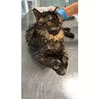 gatto - Matr. 2025/0220 - Microchip 380260172343124