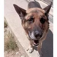Foto dell\'animale cane - Matr. 2025/0222 - Microchip 380260170343025