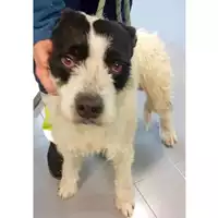 Foto dell\'animale cane - Matr. 2025/0223 - Microchip 380260044998409