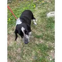 Foto dell\'animale cane - Matr. 2021/0884 - Microchip 380260004197904