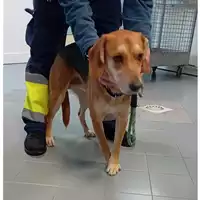 Foto dell\'animale cane - Matr. 2025/0224 - Microchip 380260160300528