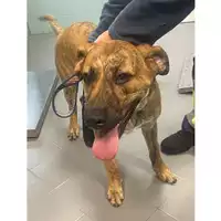 Foto dell\'animale cane - Matr. 2025/0225 - Microchip 380260044998089