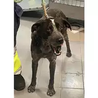 Foto dell\'animale cane - Matr. 2025/0226 - Microchip 380260044997851