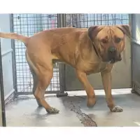 Foto dell\'animale cane - Matr. 2025/0227 - Microchip 380260102351995
