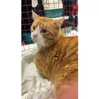 Foto dell\'animale gatto - Matr. 2025/0228 - Microchip 380260044981235