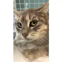 Foto dell\'animale gatto - Matr. 2025/0229 - Microchip 380260044997956
