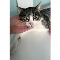 Foto dell\'animale gatto - Matr. 2025/0230 - Microchip 380260044980972