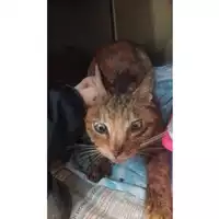 Foto dell\'animale gatto - Matr. 2025/0231 - Microchip 380260044981148