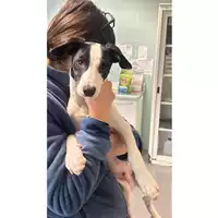 Foto dell\'animale cane - Matr. 2025/0232 - Microchip 380260044981041