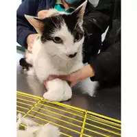Foto dell\'animale gatto - Matr. 2022/0251 - Microchip 380260044816600