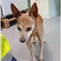 Foto dell\'animale cane - Matr. 2025/0233 - Microchip 380260000970431