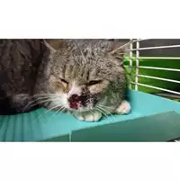 Foto dell\'animale gatto - Matr. 2025/0235 - Microchip 380260044981027