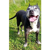 Foto dell\'animale cane - Matr. 2025/0236 - Microchip 380260044981425